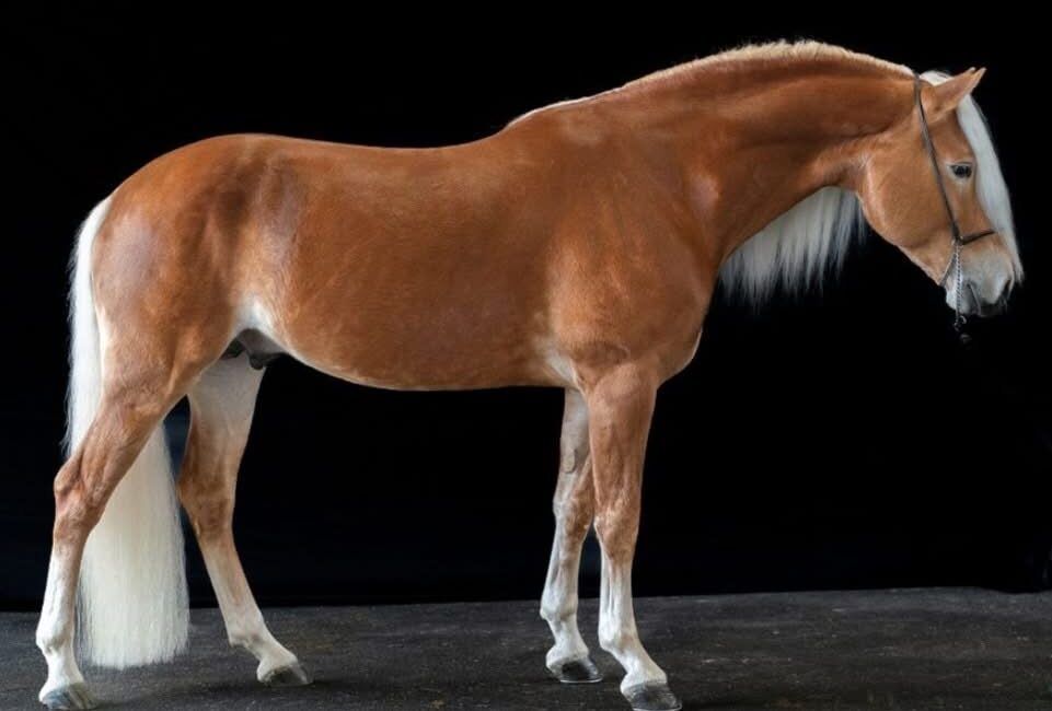 Deckhengst 2026 – liz.581/ T Sternengold