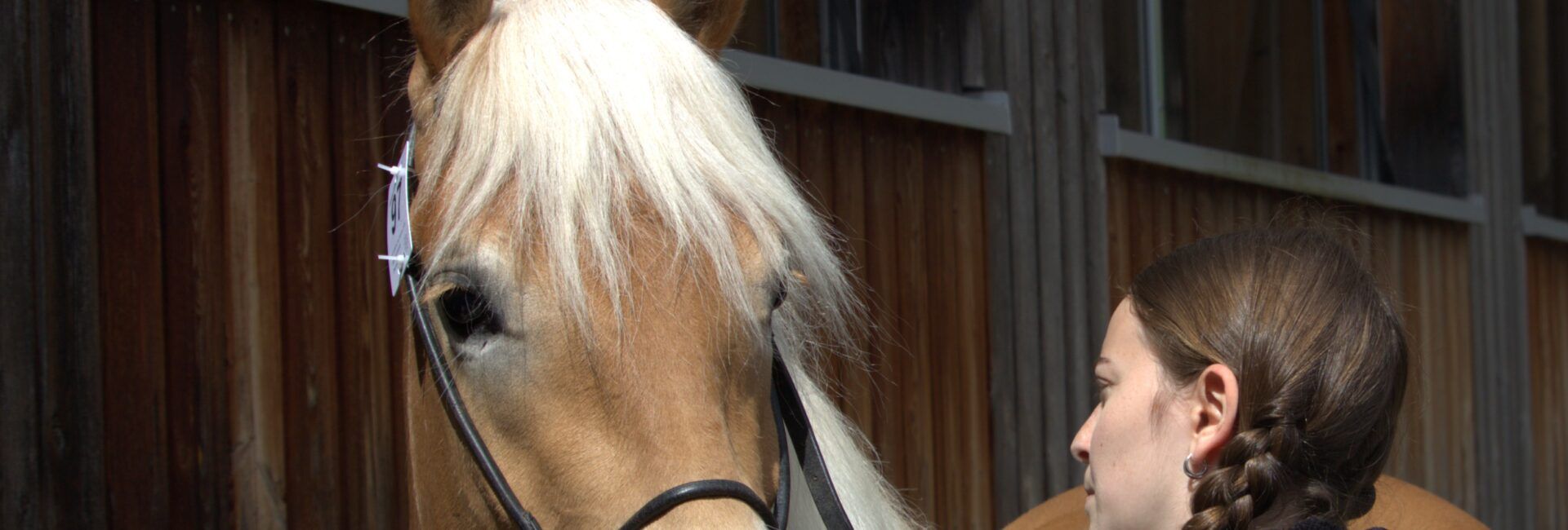 Stutbuchaufnahme 2026