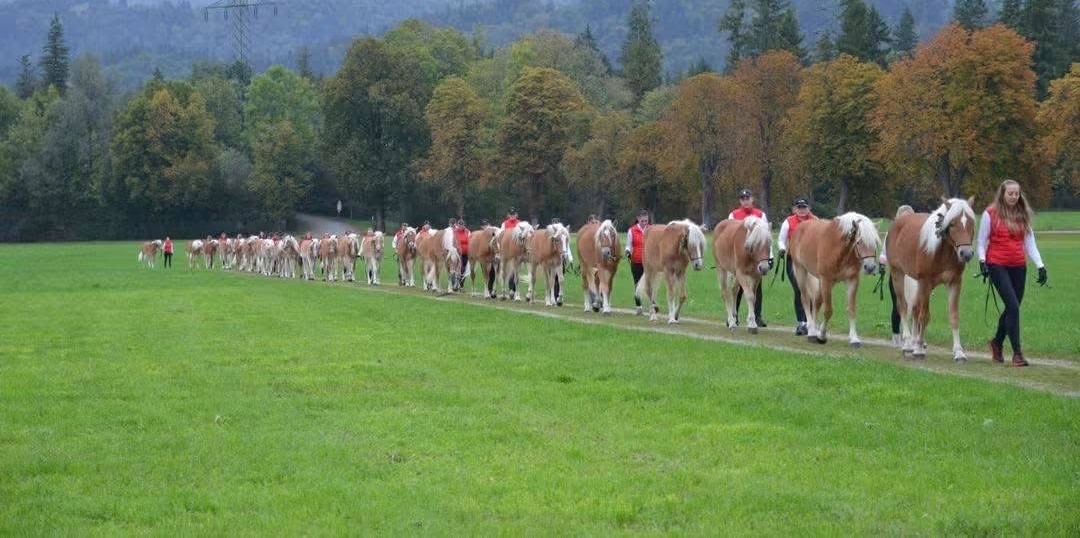 Tag der Junghengste am Fohlenhof in Ebbs